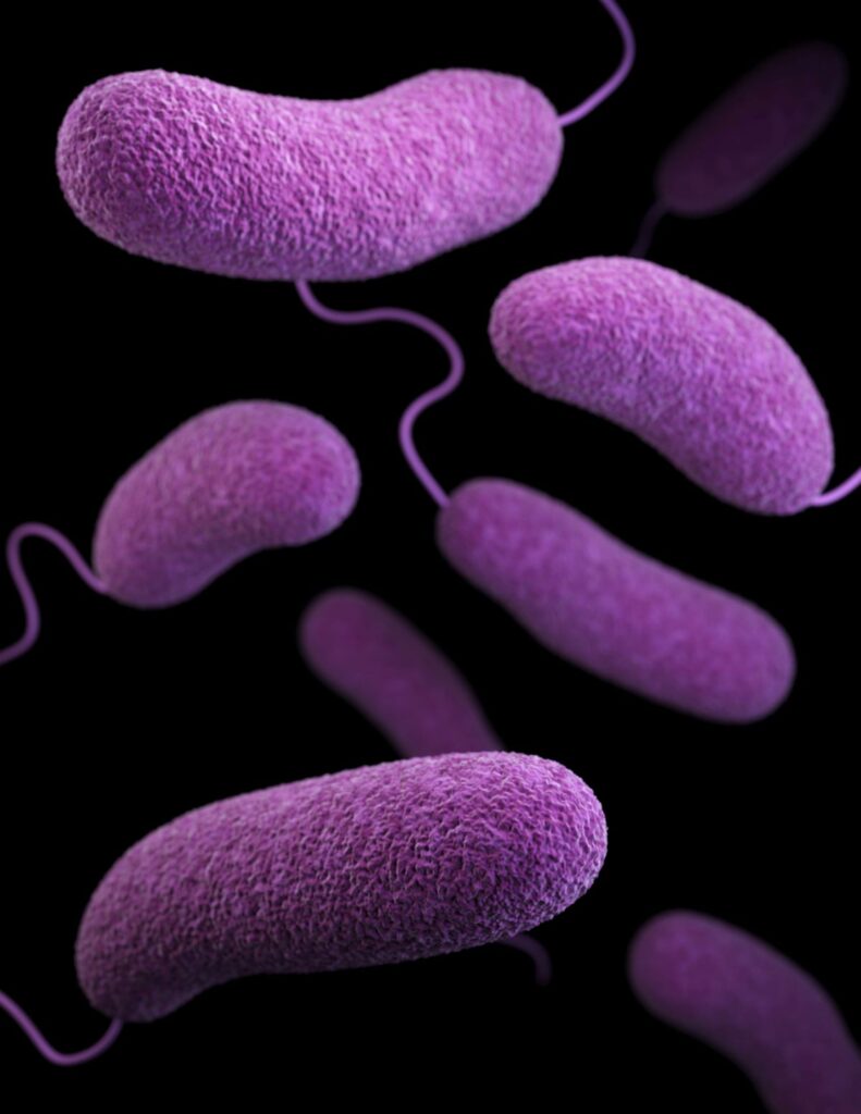 Células procariontes flageladas