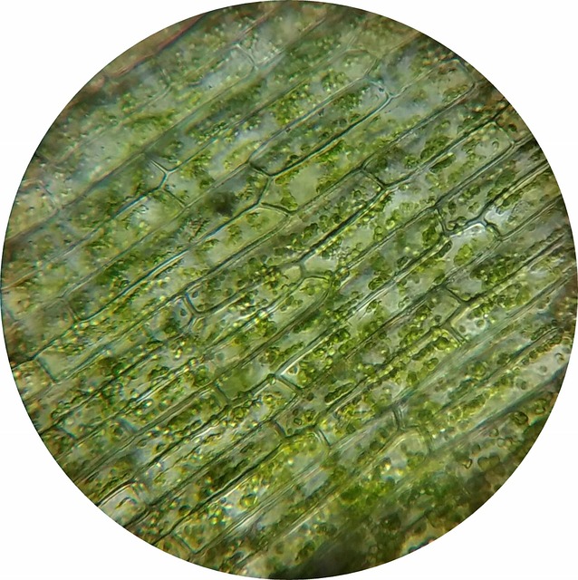 Células vegetais microscópio