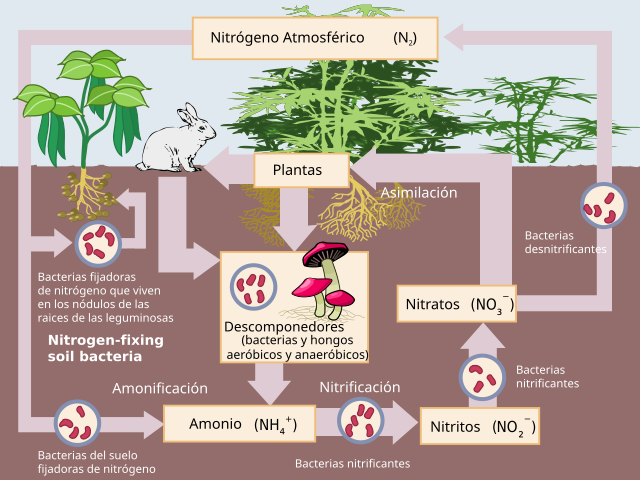 Esquema Ciclo Nitrogênio